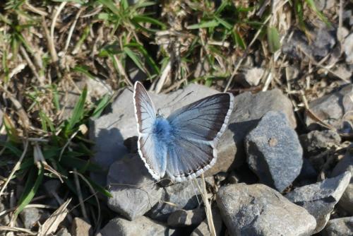 Polyommatus coridon